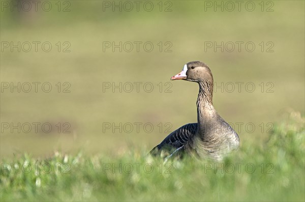 Greater white-fronted goose (Anser albifrons), adult bird, in a meadow, Bislicher Insel, Xanten, Lower Rhine, North Rhine-Westphalia, Germany, Europe