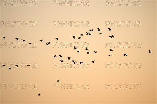 Barnacle goose (Branta leucopsis), flock of geese in flight, at sunrise, in front of the morning sky, Bislicher Insel, Xanten, Lower Rhine, North Rhine-Westphalia, Germany, Europe