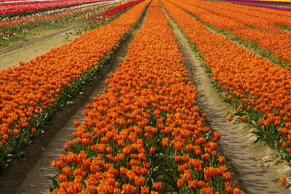 Tulip field, monoculture, Grevenbroich, Lower Rhine, North Rhine-Westphalia, Germany, Europe
