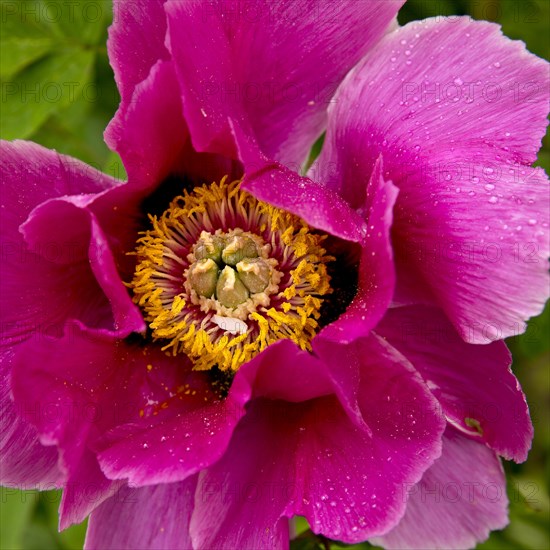 Blossom of a shrub peony (Paeonia), Witten, North Rhine-Westphalia, Germany, Europe