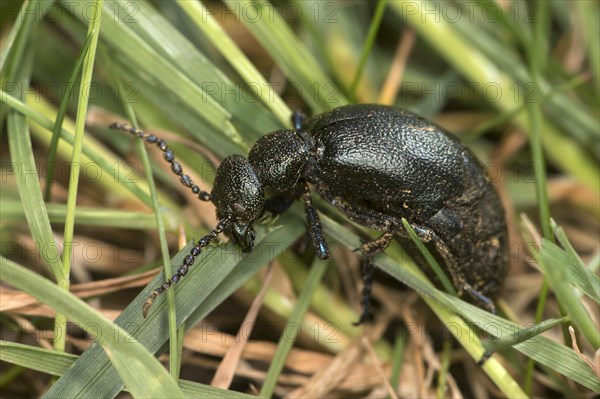 Black oil beetle (Meloe proscarabaeus), female, Valais, Switzerland, Europe