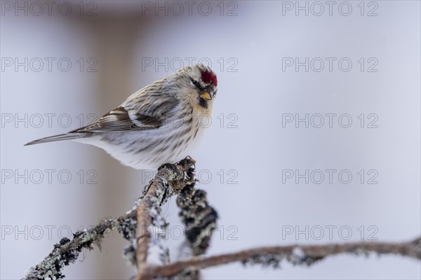 Northern arctic redpoll (Acanthis hornemanni), in the snow, Kaamanen, Finland, Europe