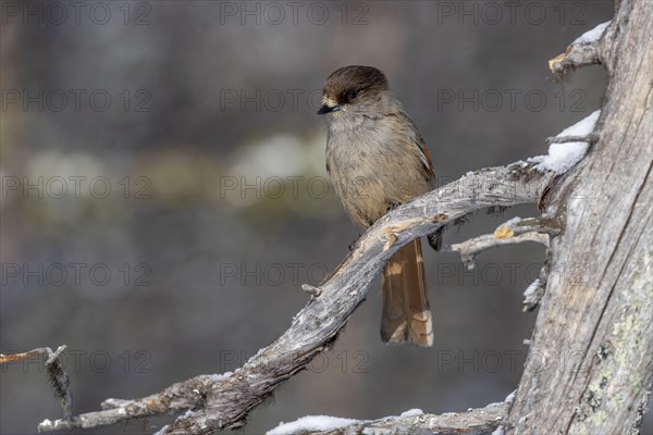 Siberian jay (Perisoreus infaustus), in the snow, Kaamanen, Finland, Europe