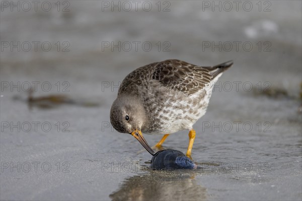 Purple Sandpiper (Calidris maritima), opens a Bivalve, Varangerfjord, Northern Norway