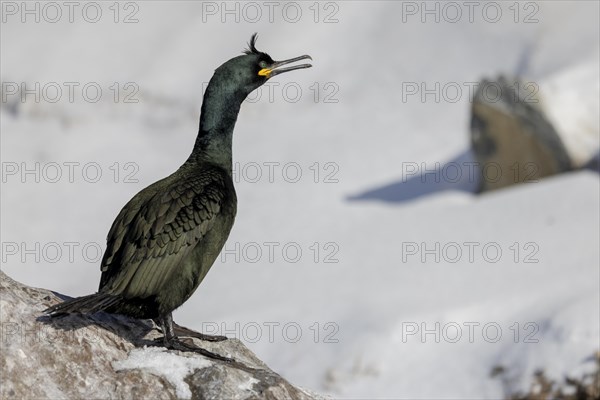 Common shag (Phalacrocorax aristotelis), feather crest, winter, in the snow, Hornoya, Hornoya, Varangerfjord, Finmark, Northern Norway