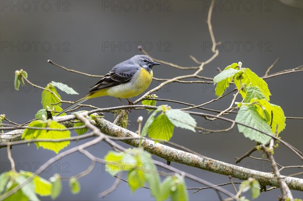 Grey wagtail (Motacilla cinerea), calling, Rhineland-Palatinate, Germany, Europe