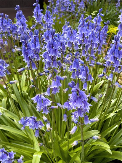Blue Bellflowers blue (Hyacinthoides hispanica) Garden flower, Germany, Europe