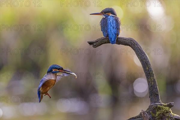 Common kingfisher (Alcedo atthis) Indicator of clean watercourses, courtship feeding, pair formation, pair, male and female animals, nuptial gift, habitat, flying gem, Middle Elbe River Landscape, Middle Elbe Biosphere Reserve, Saxony-Anhalt, Germany, Europe