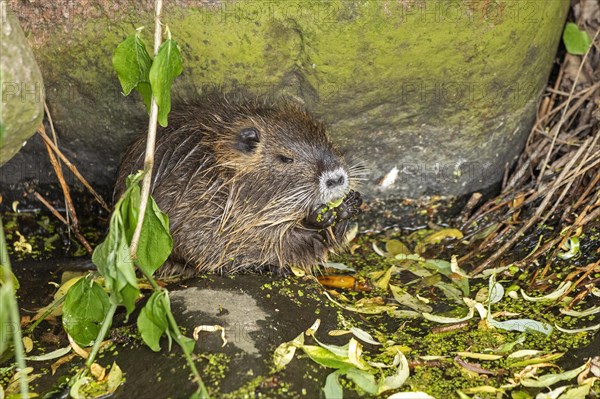 Nutria (Myocastor coypus) young animal eating leaf, Wilhelmsburg, Hamburg, Germany, Europe