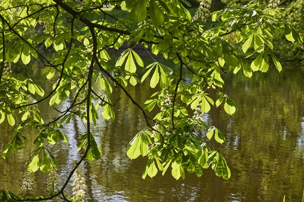 Light-flooded leaves and blossoms of a chestnut tree (Castanea) at the Schlossgraben in Husum, district of Nordfriesland, Schleswig-Holstein, Germany, Europe