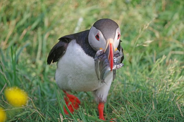 Puffin with sand eels in its beak, Borgarfjoerdur Eystri, East Fjords, Is