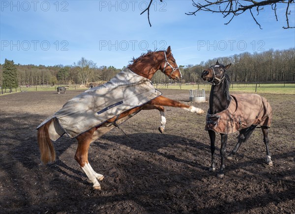 Horses in a paddock in Berlin Frohnau, Berlin, Germany, Europe