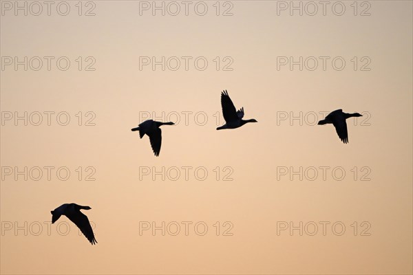 Barnacle goose (Branta leucopsis), flying geese at sunrise, in front of the morning sky, Bislicher Insel, Xanten, Lower Rhine, North Rhine-Westphalia, Germany, Europe