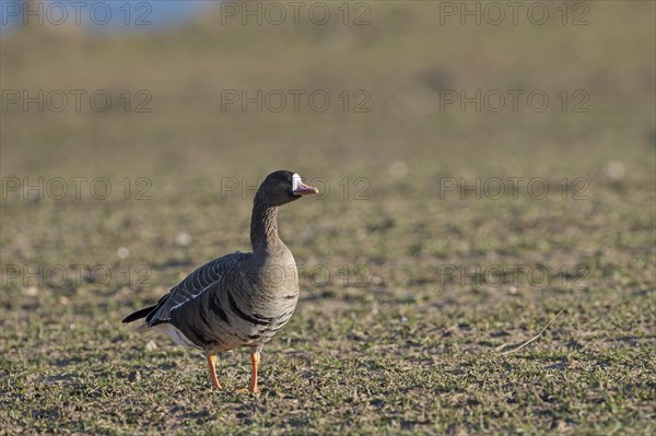 Greater white-fronted goose (Anser albifrons), adult bird, Bislicher Insel, Xanten, Lower Rhine, North Rhine-Westphalia, Germany, Europe