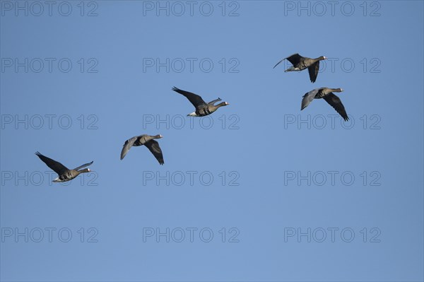 Greater white-fronted goose (Anser albifrons), flying group of geese, in front of a blue sky, Bislicher Insel, Xanten, Lower Rhine, North Rhine-Westphalia, Germany, Europe