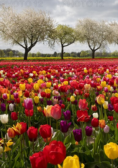 Splendid mixture on the tulip field in front of blossoming fruit trees, Grevenbroich, Lower Rhine, North Rhine-Westphalia, Germany, Europe