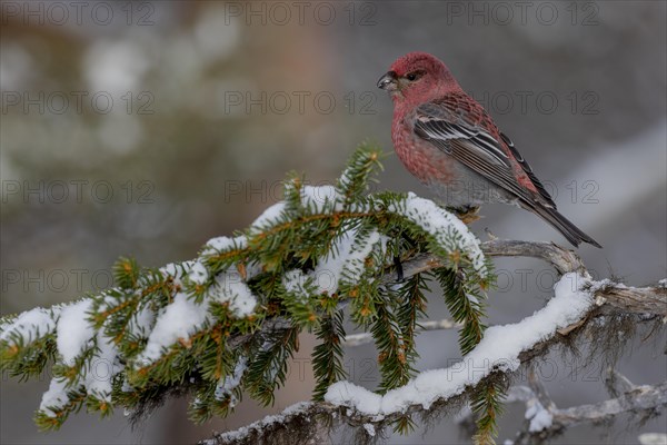 Pine grosbeak (Pinicola enucleator), in the snow, Kaamanen, Finland, Europe