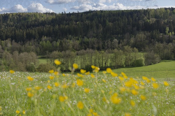 Spring in the Rottal near Wielandsweiler, Mainhardter Wald, Schwaebisch-Fraenkischer Wald Nature Park, Schwaebisch Hall, Hohenlohe, Heilbronn-Franken, Baden-Wuerttemberg, Germany, Europe