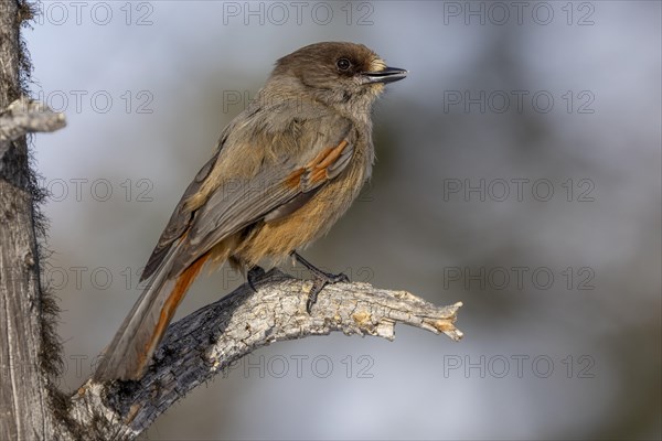 Siberian jay (Perisoreus infaustus), in the snow, Kaamanen, Finland, Europe