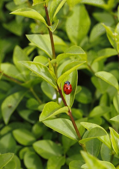 Seven-spott ladybird (Coccinella septempunctata), North Rhine-Westphalia, Germany, Europe