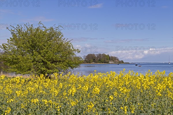 Thatched roof houses, herring fishing, boats, rape field, Rabelsund, Rabel, Schlei, Schleswig-Holstein, Germany, Europe