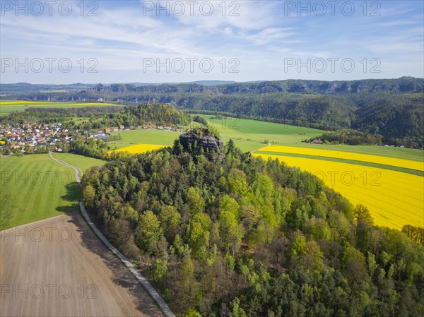 The Zirkelstein near Schoena in the Saxon district of Saechsische Schweiz-Osterzgebirge is a 384.5 metre high elevation in Saxon Switzerland and its smallest table mountain. In the background, the Kaiser's crown is a heavily abraded and jagged remnant of a table mountain which, together with the Zirkelstein, rises above the flatlands of Schoena, right on the edge of the town in the Elbe Sandstone Mountains in Saxony. Rape fields in bloom in spring, Reinhardtsdorf-Schoena, Saxony, Germany, Europe