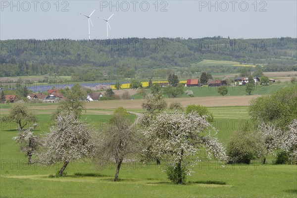 Spring in the Swabian-Franconian Forest nature park Park near rose garden-Sanzenbach, fruit blossom, wind power, wind turbine, wind energy, Schwaebisch Hall, Heilbronn-Franconia, Baden-Wuerttemberg, Germany, Europe