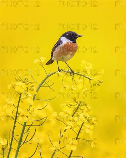 European stonechat (Saxicola rubicola) in flowering Rape, yellow landscape, spring, male, foraging, Middle Elbe Biosphere Reserve, Saxony-Anhalt, Germany, Europe
