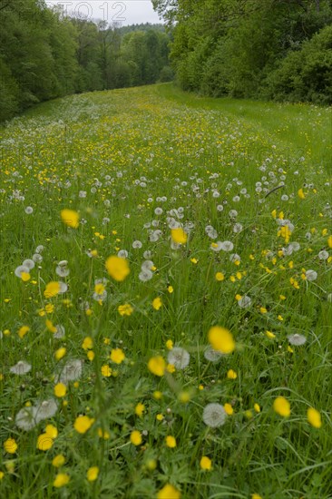 Flower meadow in the Swabian-Franconian Forest nature park Park, dandelion, Buttercup, spring, May, Schwaebisch Hall, Hohenlohe, Heilbronn-Franconia, Baden-Wuerttemberg, Germany, Europe