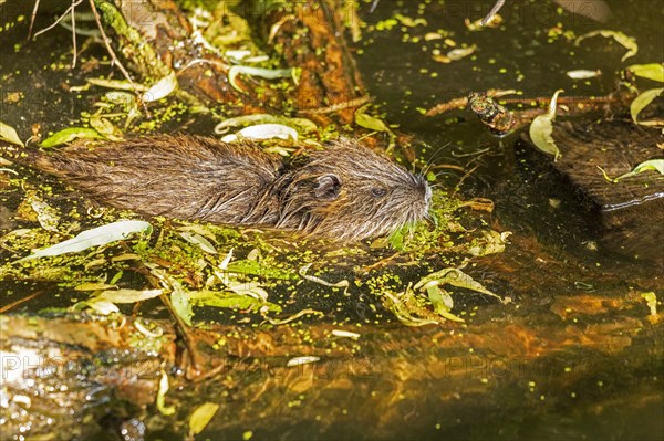 Nutria (Myocastor coypus) young animal swimming, Wilhelmsburg, Hamburg, Germany, Europe