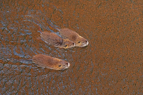 Three Nutria (Myocastor coypus) young animals swimming, Wilhelmsburg, Hamburg, Germany, Europe