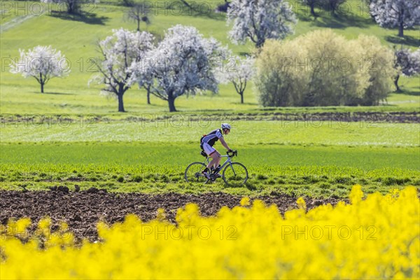 Blossoming fruit trees in the orchards of the Swabian Alb, cyclist, spring near Bissingen an der Teck, Baden-Wuerttemberg, Germany, Europe
