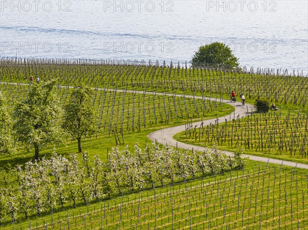 Blossoming landscape in spring, orchards and vineyards, aerial view, cycle tour along winding cycle paths on Lake Constance near Meersburg, Baden-Wuerttemberg, Germany, Europe