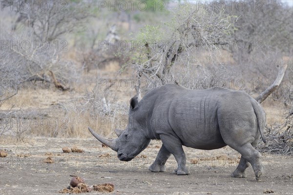 Southern white rhinoceros (Ceratotherium simum simum), adult female walking, with a red-billed oxpecker (Buphagus erythrorynchus) on her back, Kruger National Park, South Africa, Africa