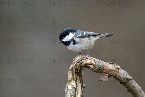 Coal tit (Parus ater), adult bird, Dingdener Heide nature reserve, North Rhine-Westphalia, Germany, Europe