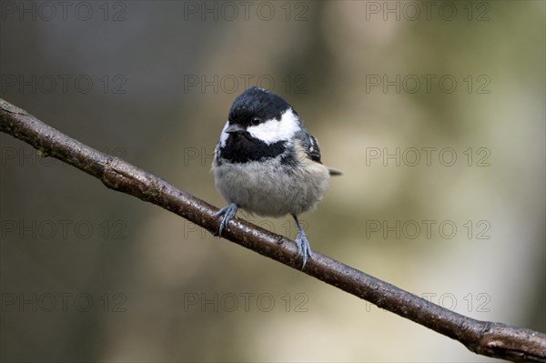 Coal tit (Parus ater), adult bird, Dingdener Heide nature reserve, North Rhine-Westphalia, Germany, Europe