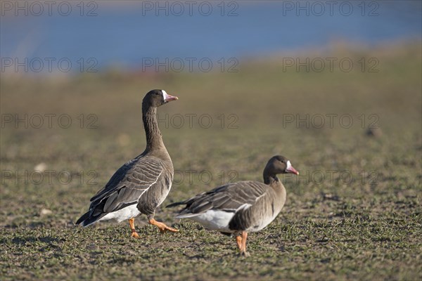 Greater white-fronted goose (Anser albifrons), two adult birds, Bislicher Insel, Xanten, Lower Rhine, North Rhine-Westphalia, Germany, Europe