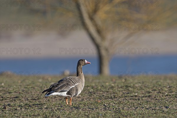 Greater white-fronted goose (Anser albifrons), adult bird, Bislicher Insel, Xanten, Lower Rhine, North Rhine-Westphalia, Germany, Europe