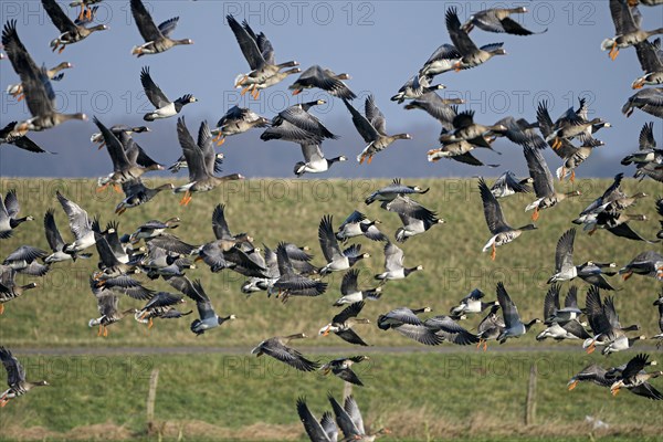 Greater white-fronted goose (Anser albifrons) and barnacle goose (Branta leucopsis), flock of geese taking off, Bislicher Insel, Xanten, Lower Rhine, North Rhine-Westphalia, Germany, Europe