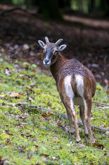 Mouflon (Ovis-gmelini) standing at the edge of the forest, Vulkaneifel, Rhineland-Palatinate, Germany, Europe