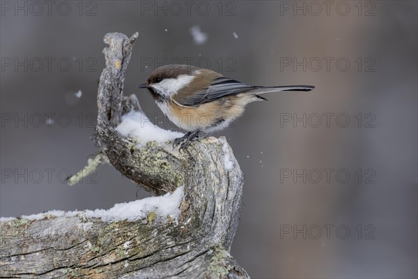 Grey-headed chickadee (Poecile cinctus), in the snow, Kaamanen, Finland, Europe