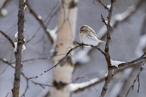 Northern arctic redpoll (Acanthis hornemanni), in the snow, Kaamanen, Finland, Europe