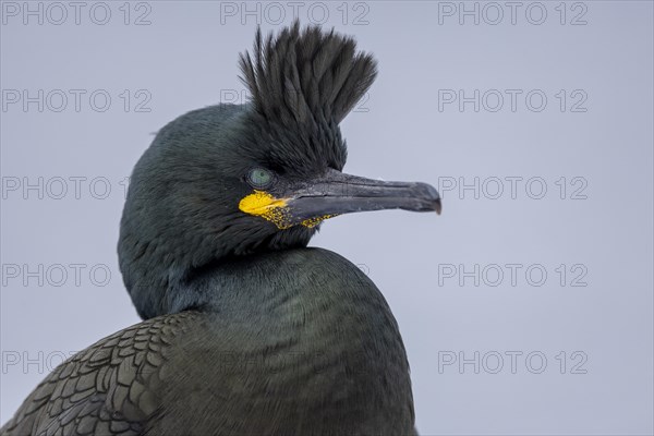 Common shag (Phalacrocorax aristotelis), portrait, feather crest, winter, Hornoya, Hornoya, Varangerfjord, Finmark, Northern Norway