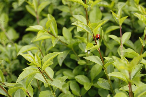 Seven-spott ladybird (Coccinella septempunctata), North Rhine-Westphalia, Germany, Europe