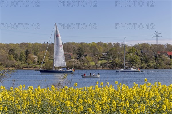 Sailing boat, herring fishing, rape field, Rabelsund, Rabel, Kappeln, Schlei, Schleswig-Holstein, Germany, Europe