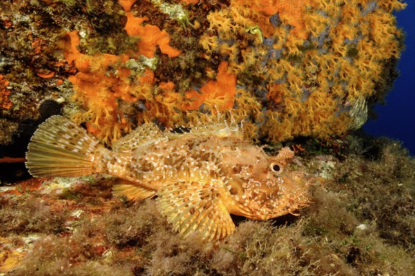 Red scorpionfish (Scorpaena scrofa) spreading all fins lying on ledge waiting for prey, behind reef wall with red sponge (Spirastrella cunctatrix) on the left, colony of poisonous Yellow cluster anemone (Parazoanthus axinellae) on the right, Mediterranean Sea