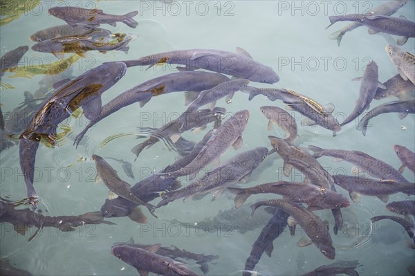 Sacred Carps in Abraham's Pool, Sanliurfa, Turkey, Asia