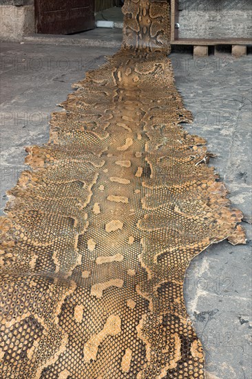 Boa Snake skin, Sanliurfa bazaar, Turkey, Asia