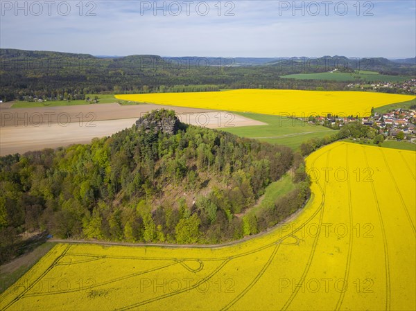 The Zirkelstein near Schoena in the Saxon district of Saechsische Schweiz-Osterzgebirge is a 384.5 metre high elevation in Saxon Switzerland and its smallest table mountain. Rape fields in bloom in spring, Reinhardtsdorf-Schoena, Saxony, Germany, Europe