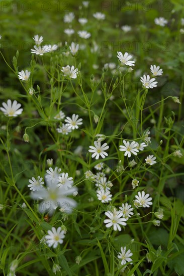 Stitchwort (Stellaria) in the Streifleswald, Swabian-Franconian Forest Nature Park, spring, April, Schwaebisch Hall, Hohenlohe, Heilbronn-Franconia, Baden-Wuerttemberg, Germany, Europe